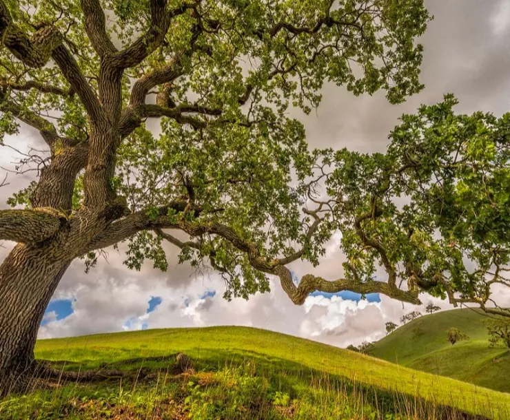 Juristac graphic.jpg