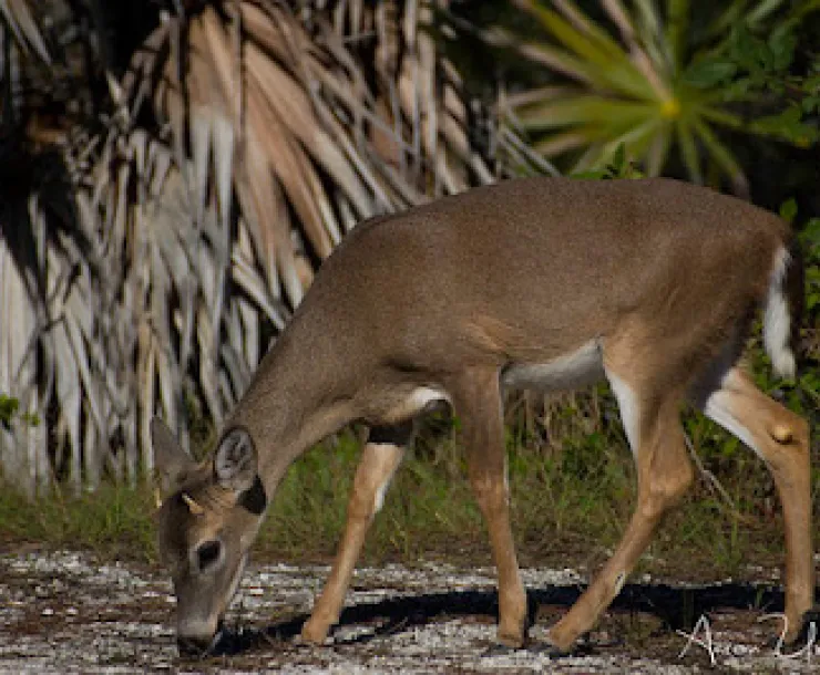 Key deer PHOTO_1.jpg