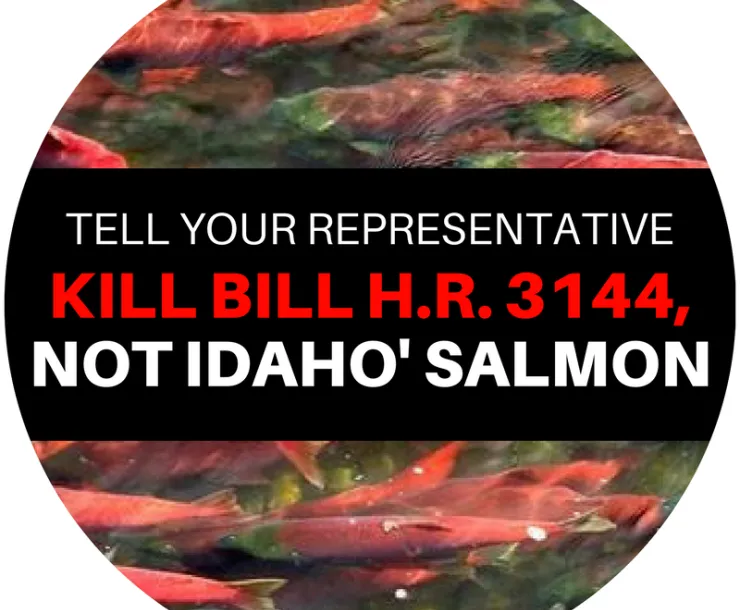 Kill BILL 3144,NOT IDAHO' SALMON.png