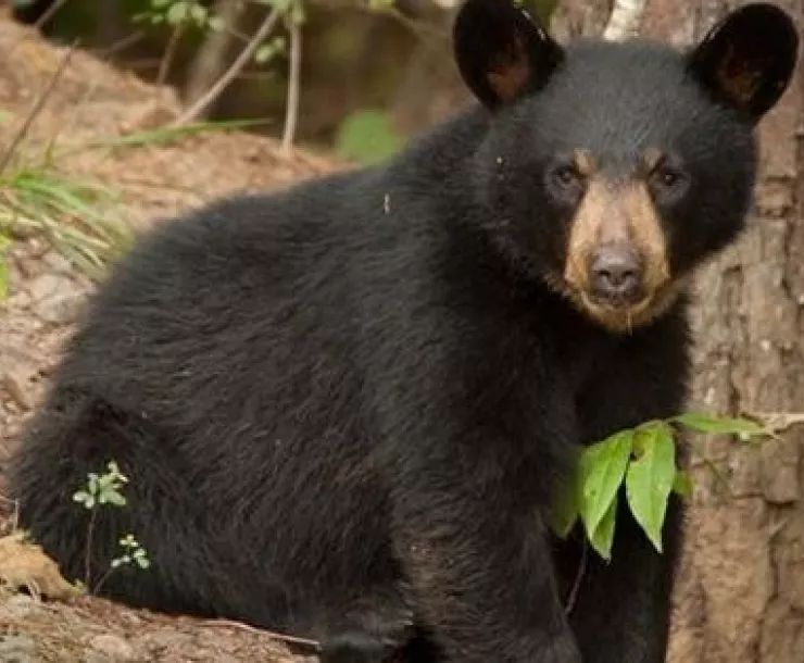 LA Black Bear-thumbnail.jpeg
