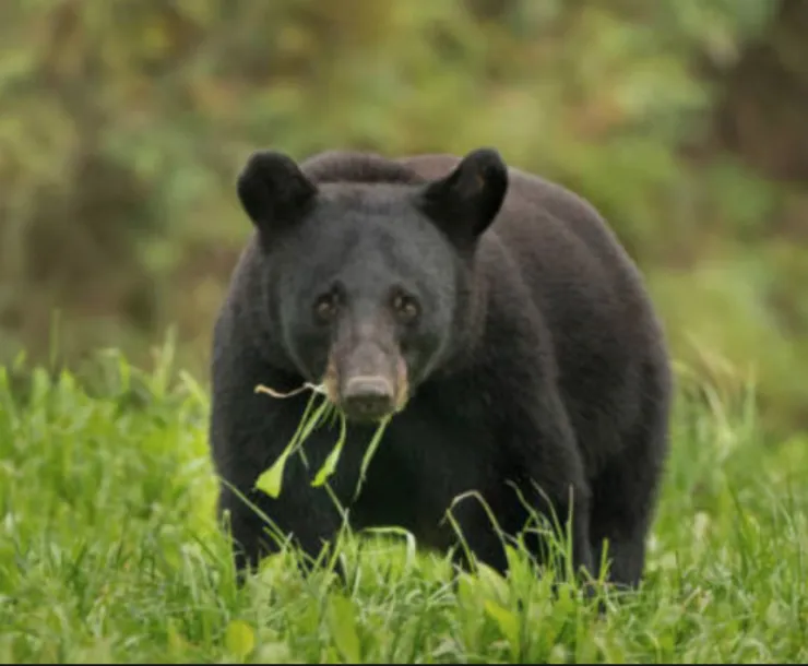 LA Black Bear.png
