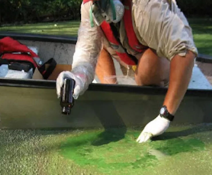 Lake Munson algae.JPG