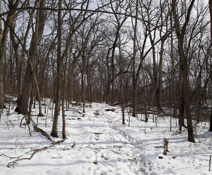 Lamson Woods.jpg