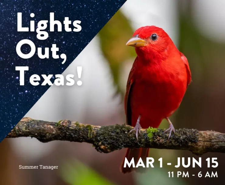 Lights out for Texas.jpg