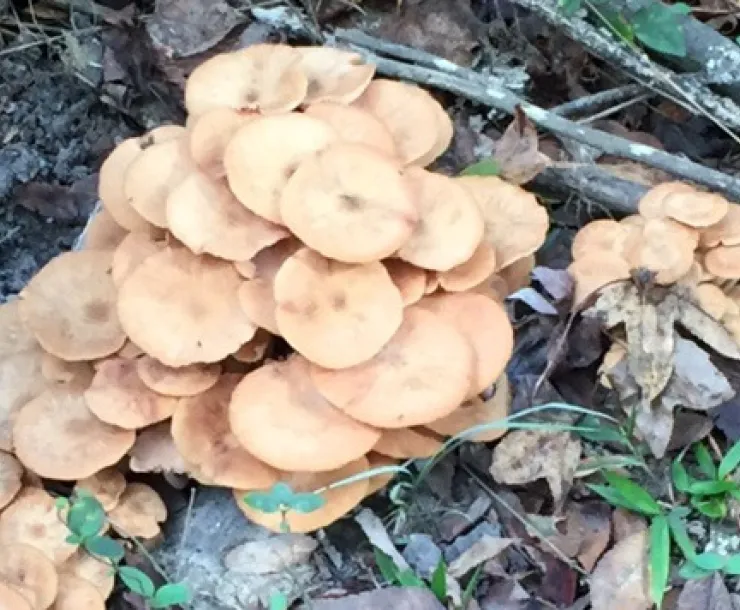 Little-Lake-Creek-Wilderness-Mushrooms-by-Lida.jpeg