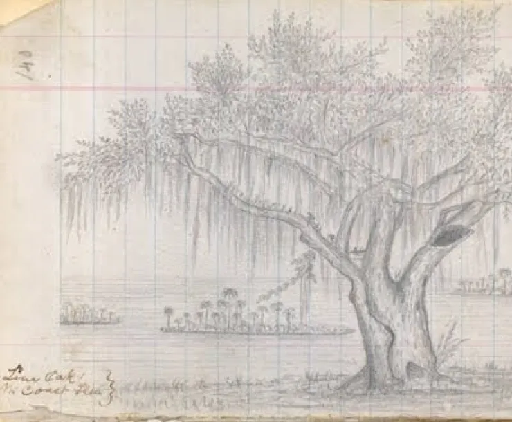 Live oak-3.jpg