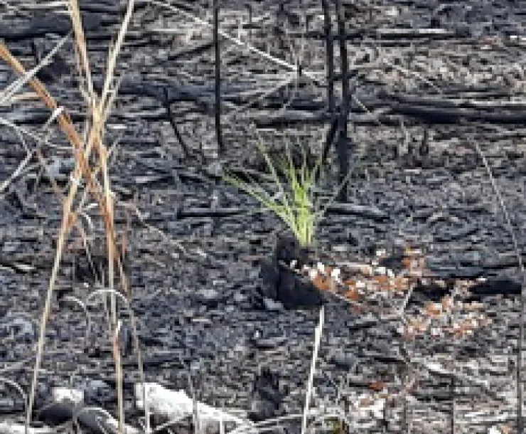 Longleafplanting.jpg