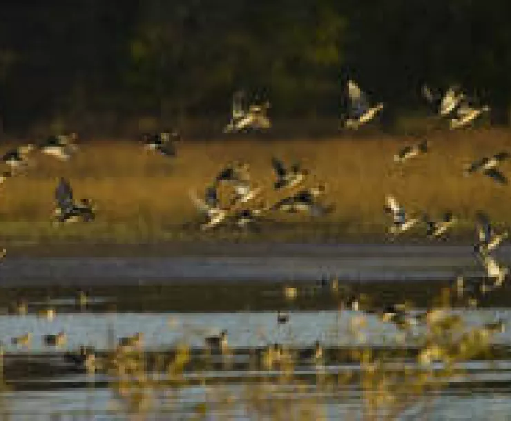 Mallards_rising_from_water.jpg