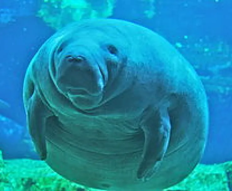 Manatee.JPG