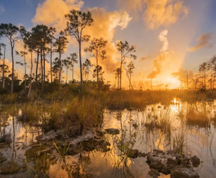 Martinelli Pines.jpg