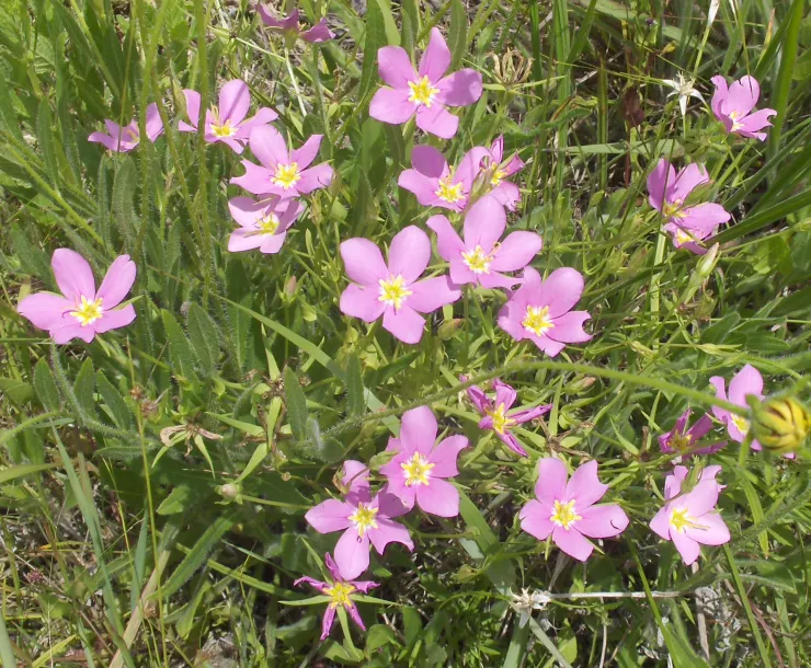 MeadowPink-cropped.JPG