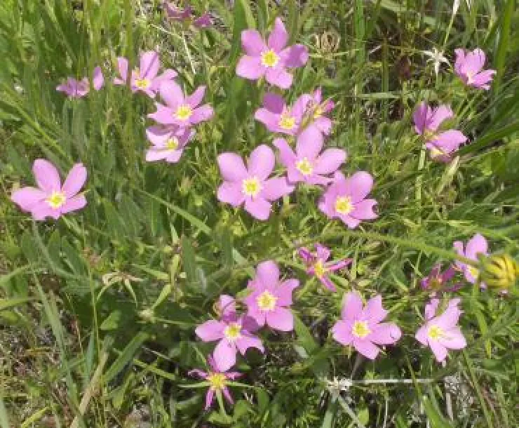 MeadowPink-cropped_0.jpeg
