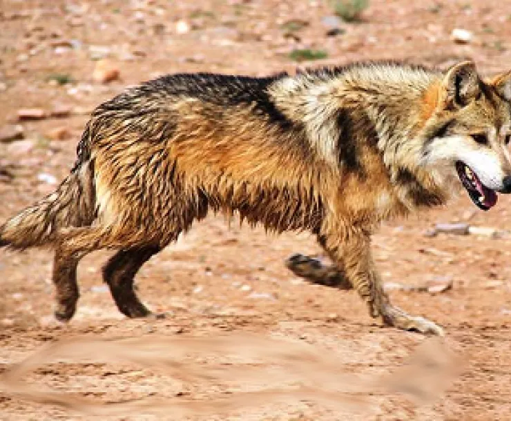 Mexicanwolf2TomBuckleyUSFWS.jpg