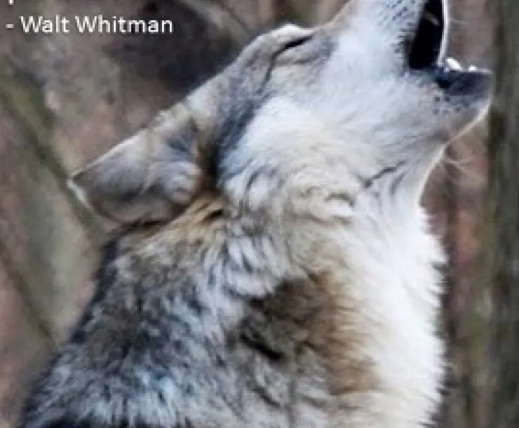 Mexicanwolves.org_.jpg