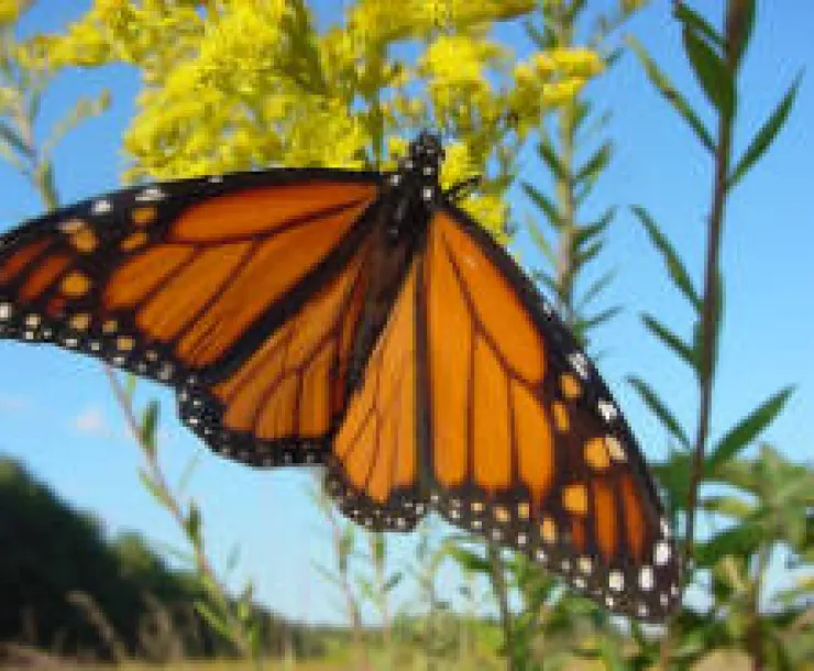 Monarch_Butterfly.JPG