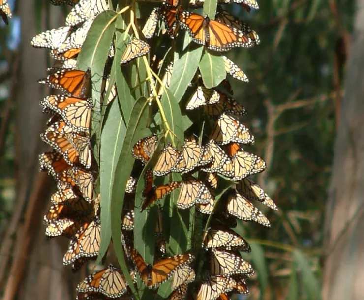Moran Lake Butterfly Cluster.jpg