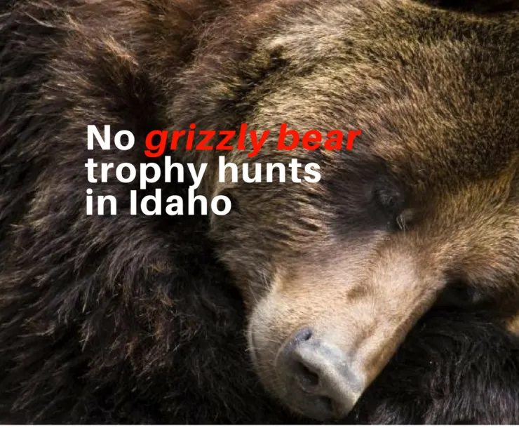 NO TROPHY HUNTS IN IDAHO (2).png