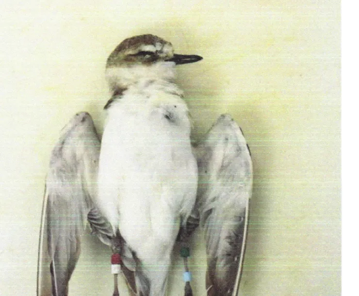 ODSVRA plover necropsy.jpg