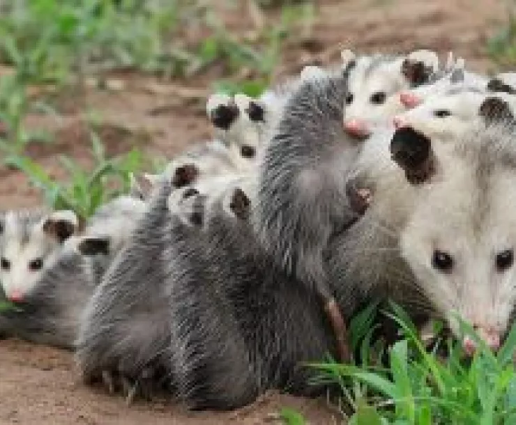 OPOSSUM-MAMA-WITH-BABIES-300x180.jpg