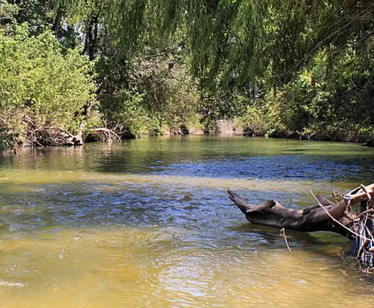 OnionCreek.jpeg