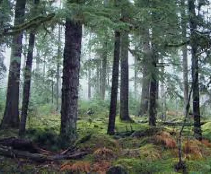 Oregon Forest_Mt Hood National Forest.jpeg