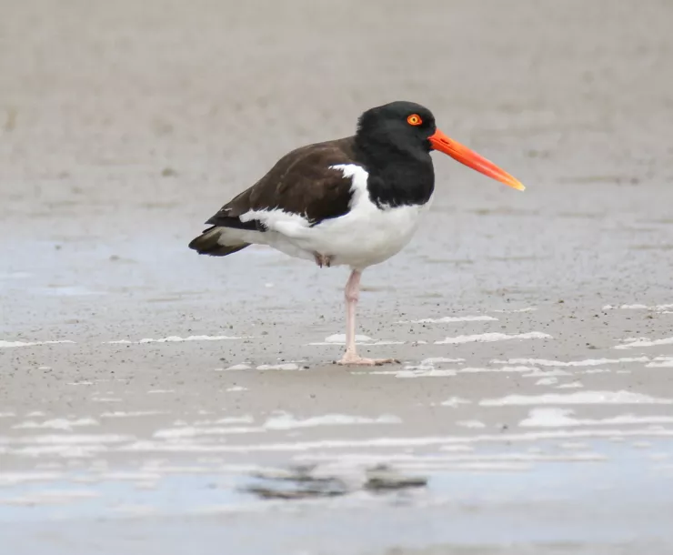 Oystercatcher 3 0R6A5110.jpg