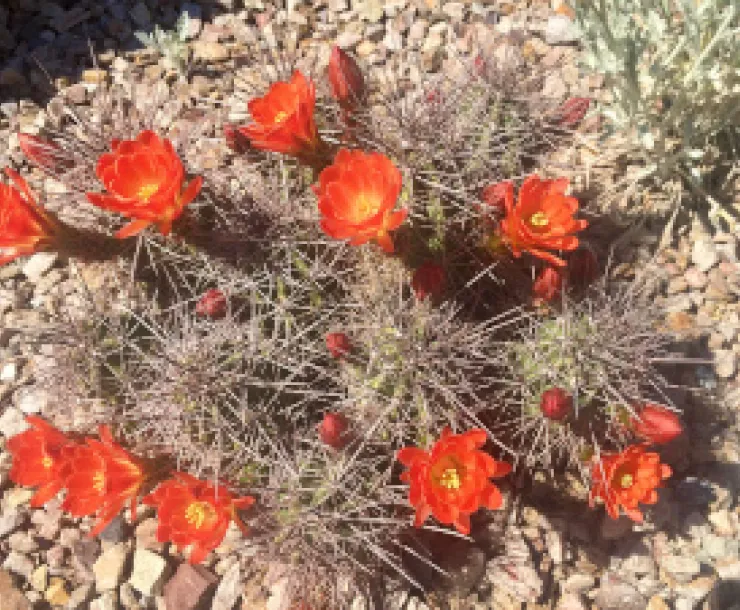PeterBowmanCactus.jpg
