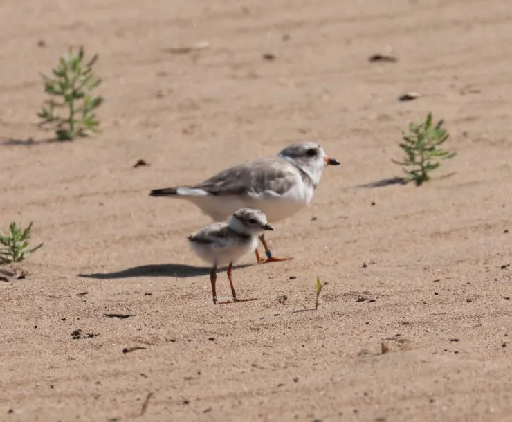 Piping Plover chick with Rose - Susan Szeszol photo.jpg