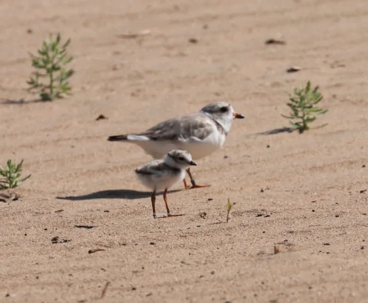 Piping Plover chick with Rose - Susan Szeszol photo.jpg