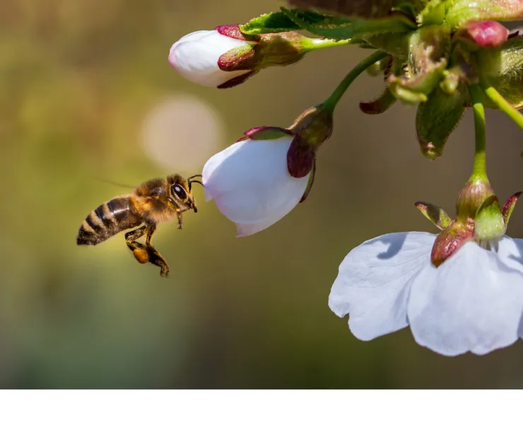 Pollinator.png