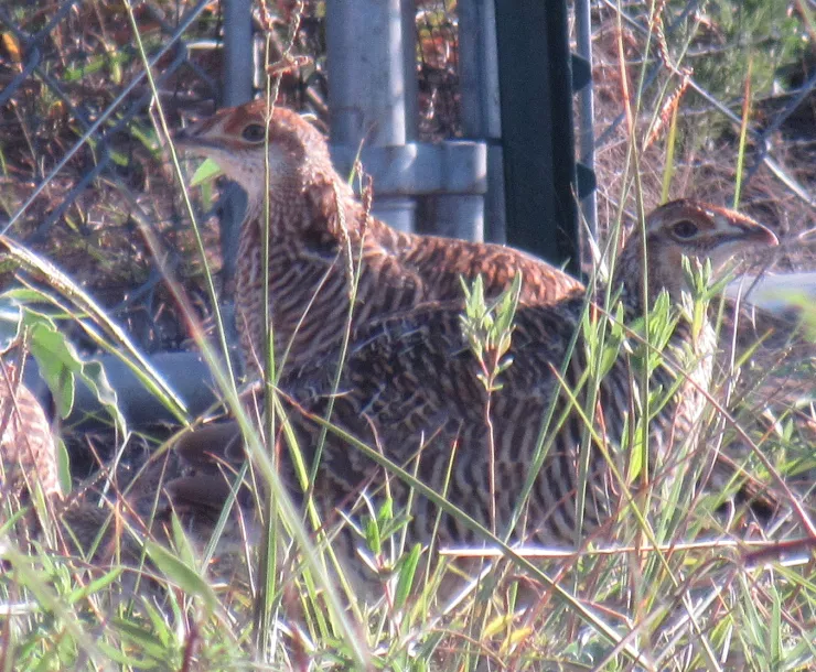 PrairieChicken.JPG