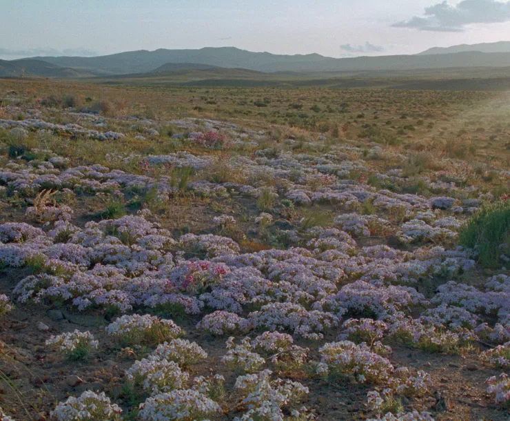 Public land spring wildflowers western Nevada.jpg