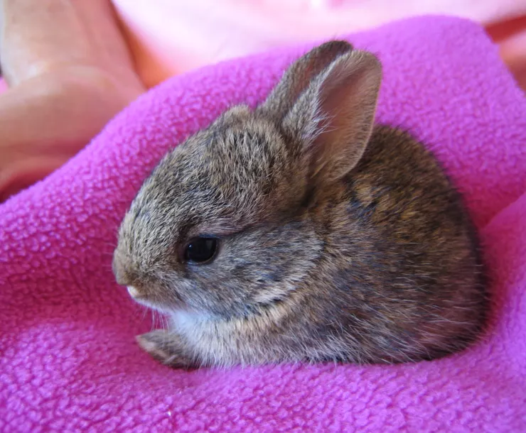 RABBIT BABY.jpg