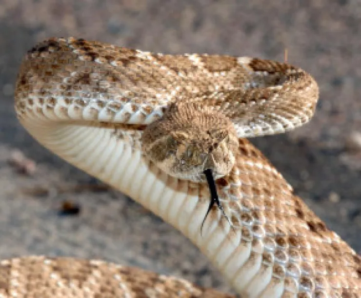RATTLESNAKE-2.jpg