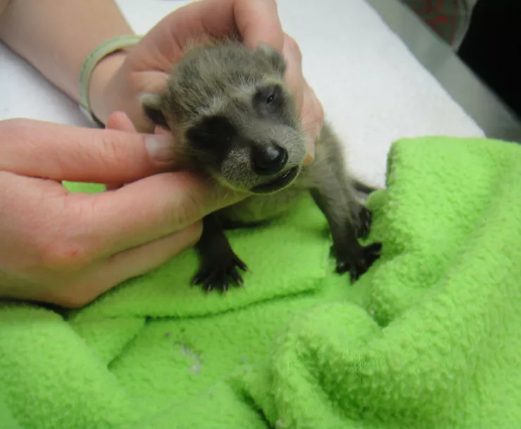 Racoon baby, Cheryl Conley.JPG