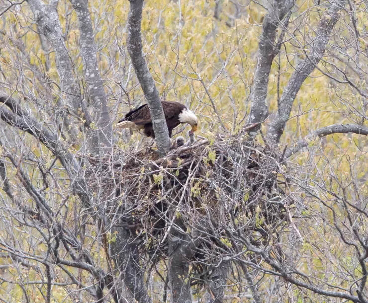 Radnor-EagletFeeding.jpg