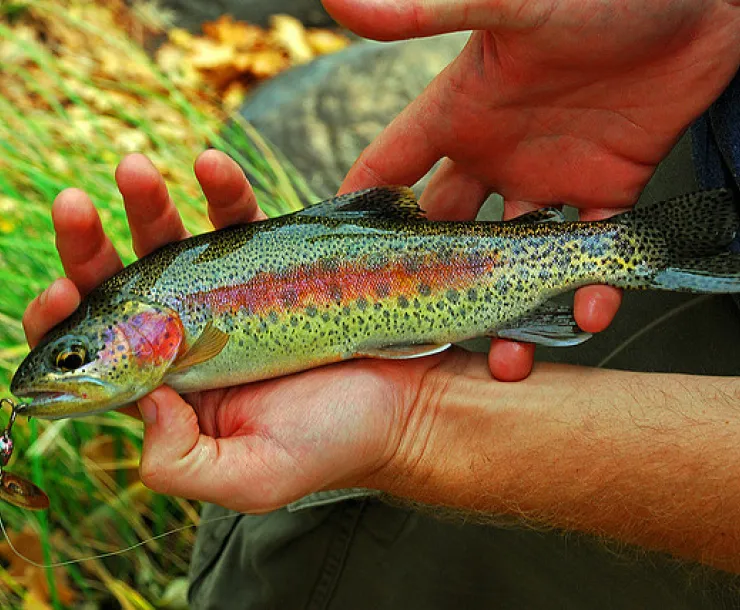 Rainbow_Trout.jpg