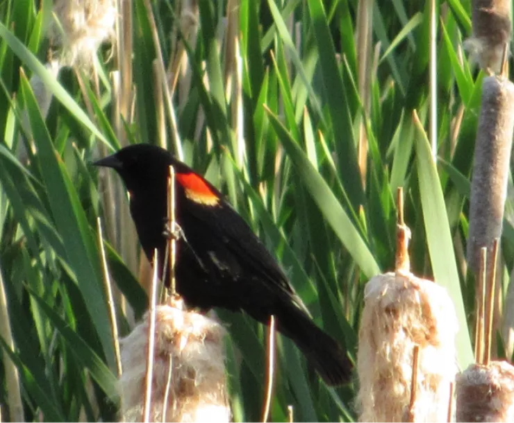 Red Winged Black Bird.png