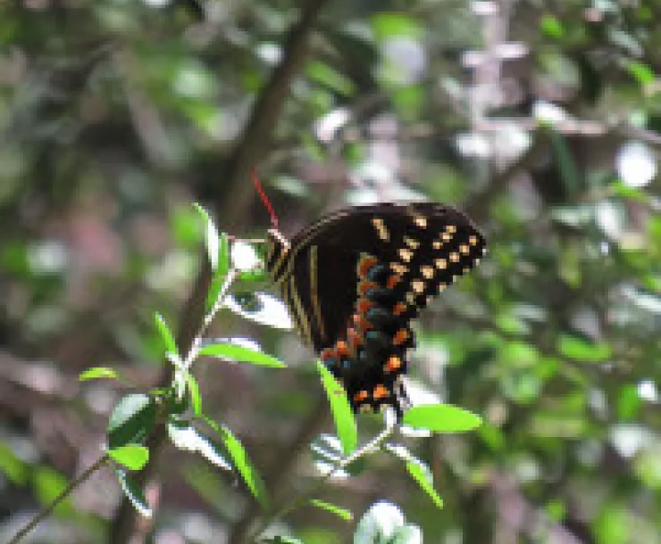 RipButterflyh_474471832.jpeg