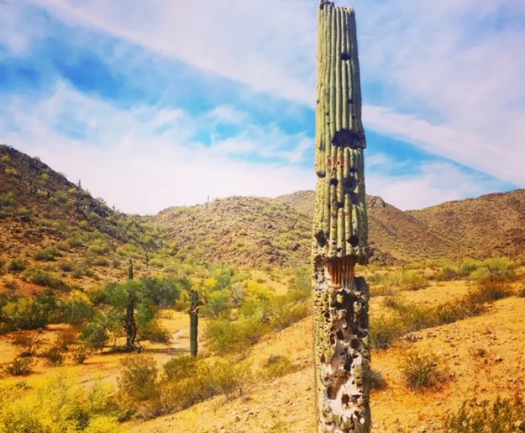 SDNM-Saguaro-Damage-2-by-Kelly-Nokes.jpg