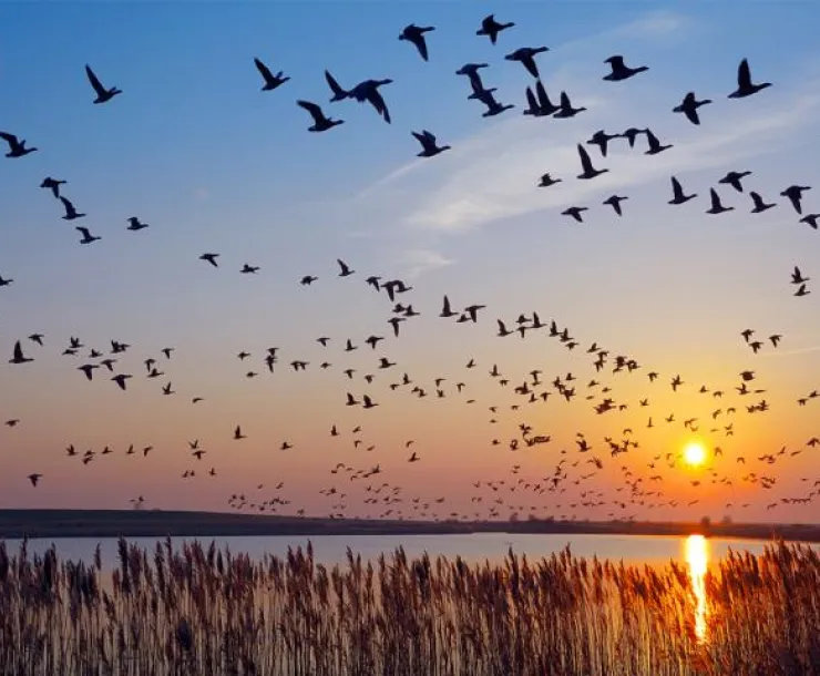 SIERRA Migratory Birds WB.jpg