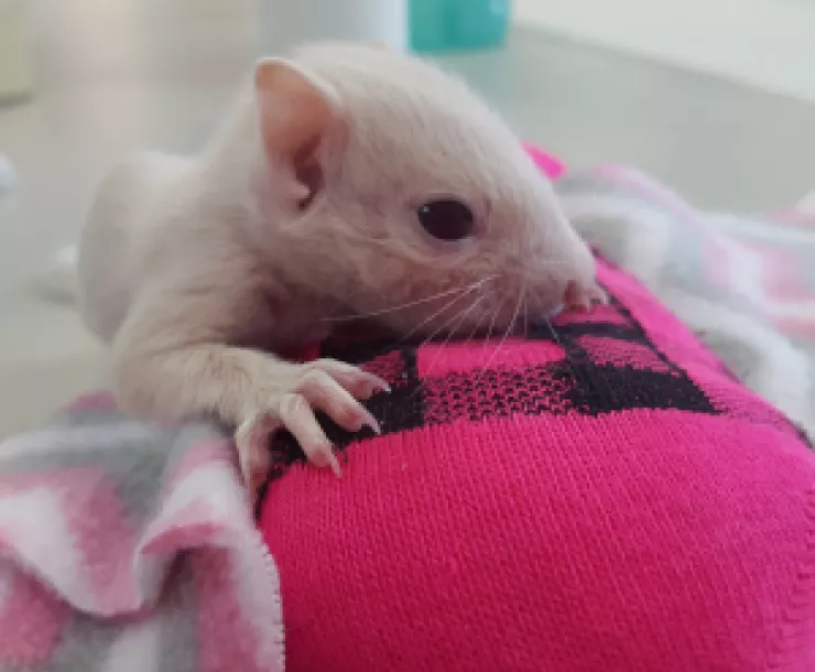 SQUIRREL-WHITE #3.jpg