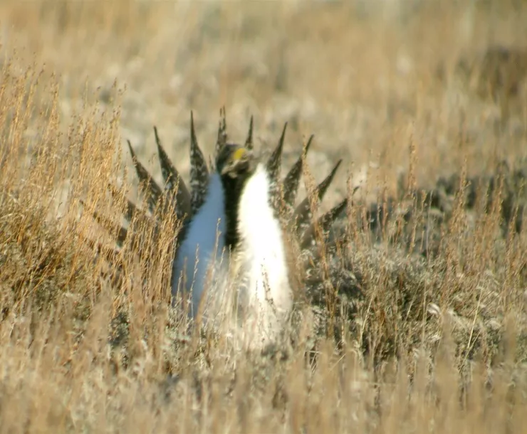 Sage Grouse - 2006-03-26 (1).jpg
