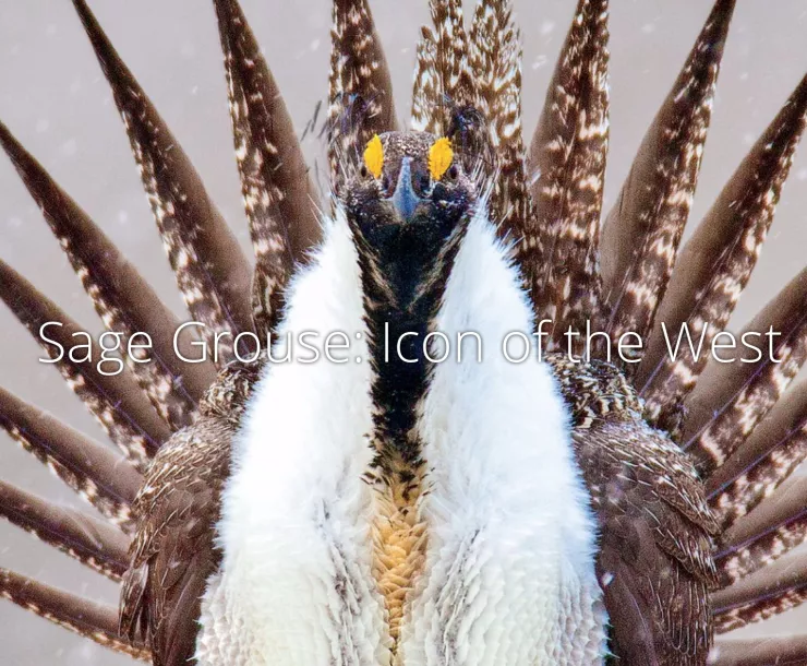 SageGrouseFilm.png