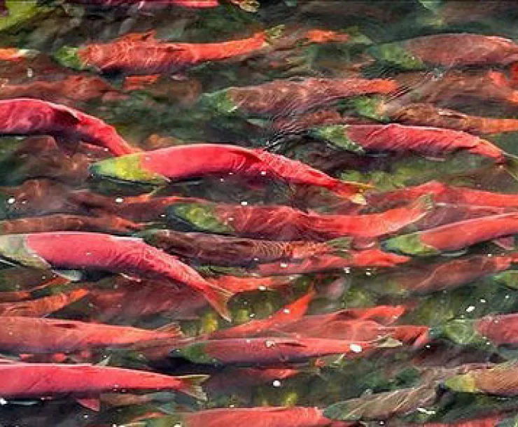 Salmon.jpg