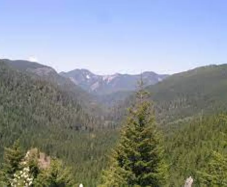 Santiam State Forest.jpeg