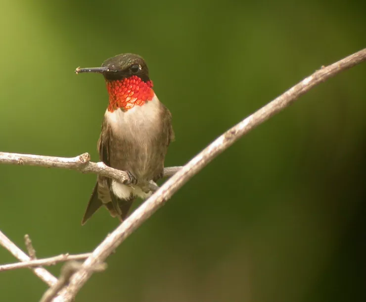 Screen Shot 2018-03-13 at 9.42.14 AM.png