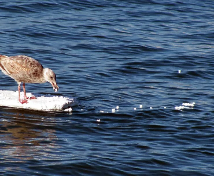 Screen Shot 2018-12-18 at 3.17.45 PM.png