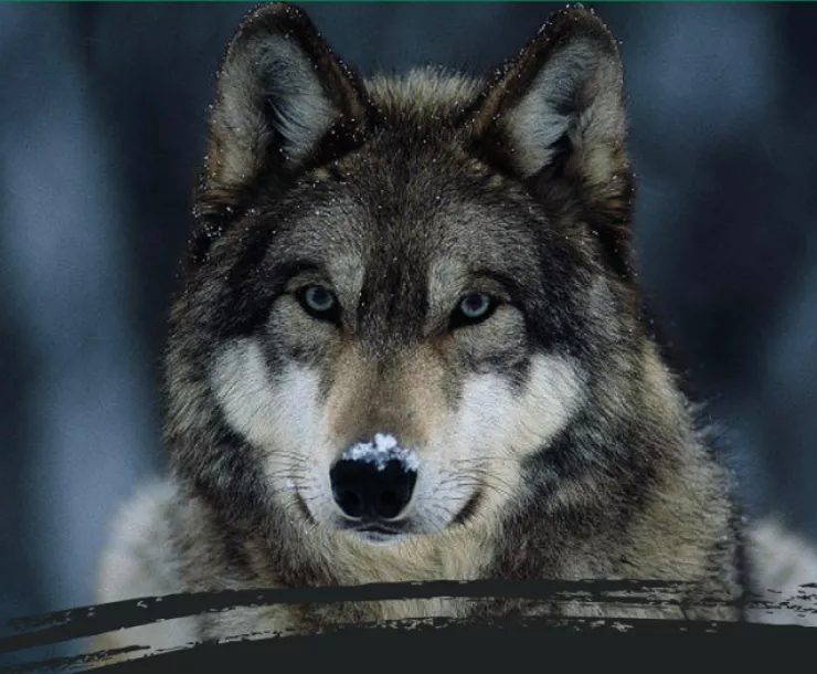 Screen Shot 2019-08-01 at 9.44.06 AM.png