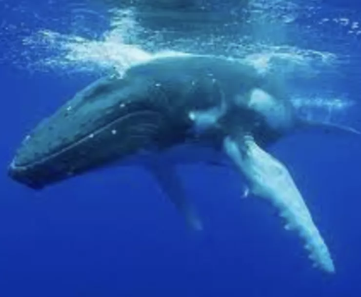 Screen Shot 2021-12-30 at 1.23.02 AM.png